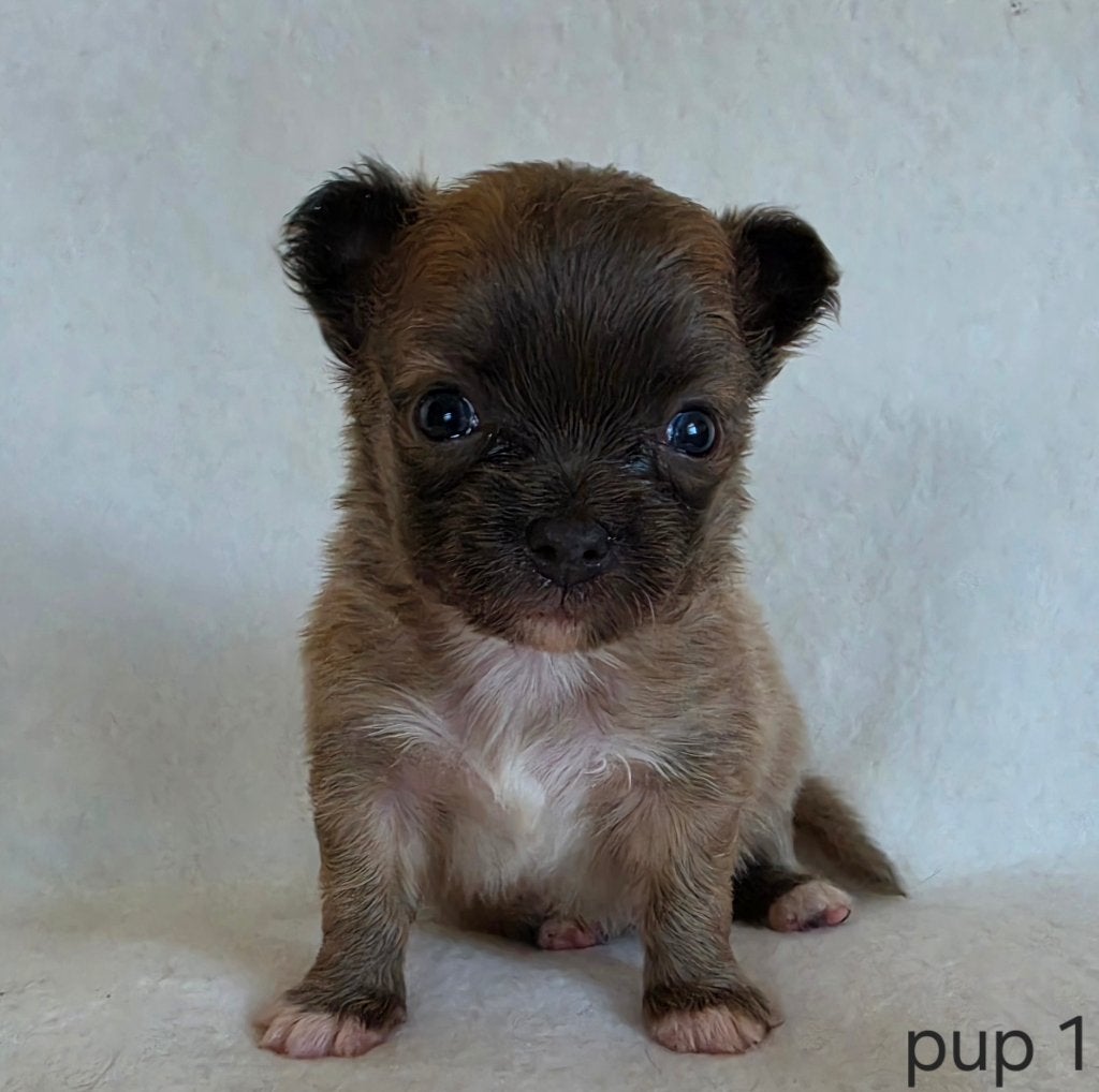 Chihuahua pup (reutje), Parvo, België, Particulier, Reu