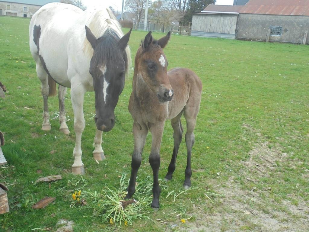 2 merrie veulens, Dieren en Toebehoren, Paarden, Merrie, Minder dan 160 cm, Onbeleerd, Recreatiepaard