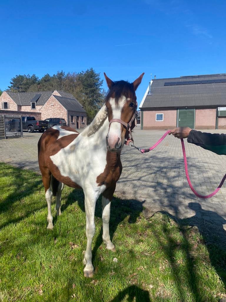 2 jarige pony D/E pony 145, Dieren en Toebehoren, Met stamboom, Ruin, Springpony, 0 tot 2 jaar