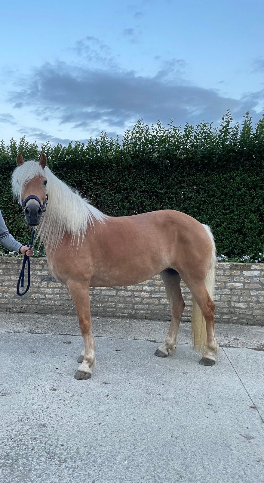 Haflinger merrie, Dieren en Toebehoren, Merrie