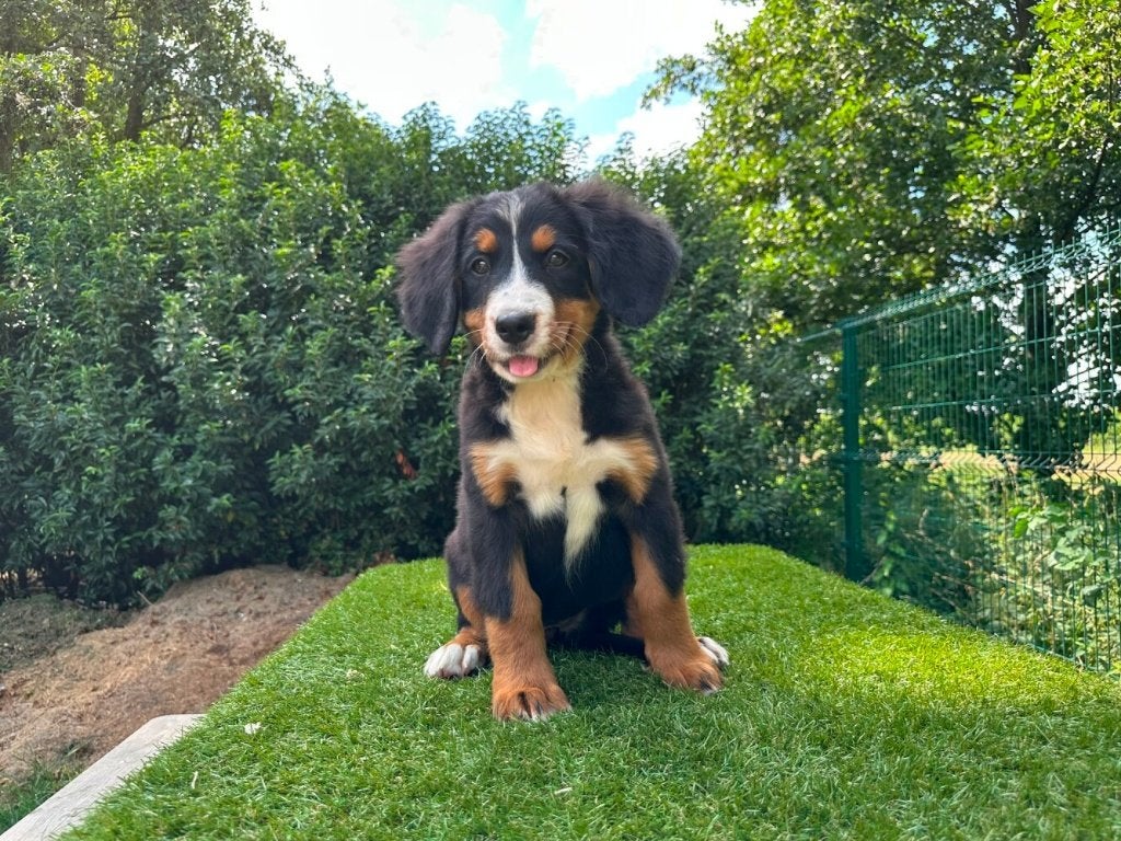 Berner Sennen pups, België, 8 tot 15 weken, Parvo, Meerdere