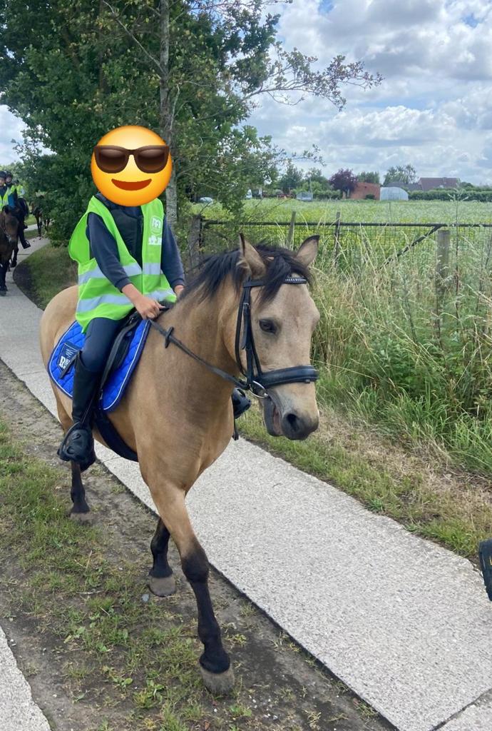 Lieve, betrouwbare pony — ideaal voor kinderen en recreatie, B, Ruin, C pony (1.27m tot 1.37m), 11 jaar of ouder