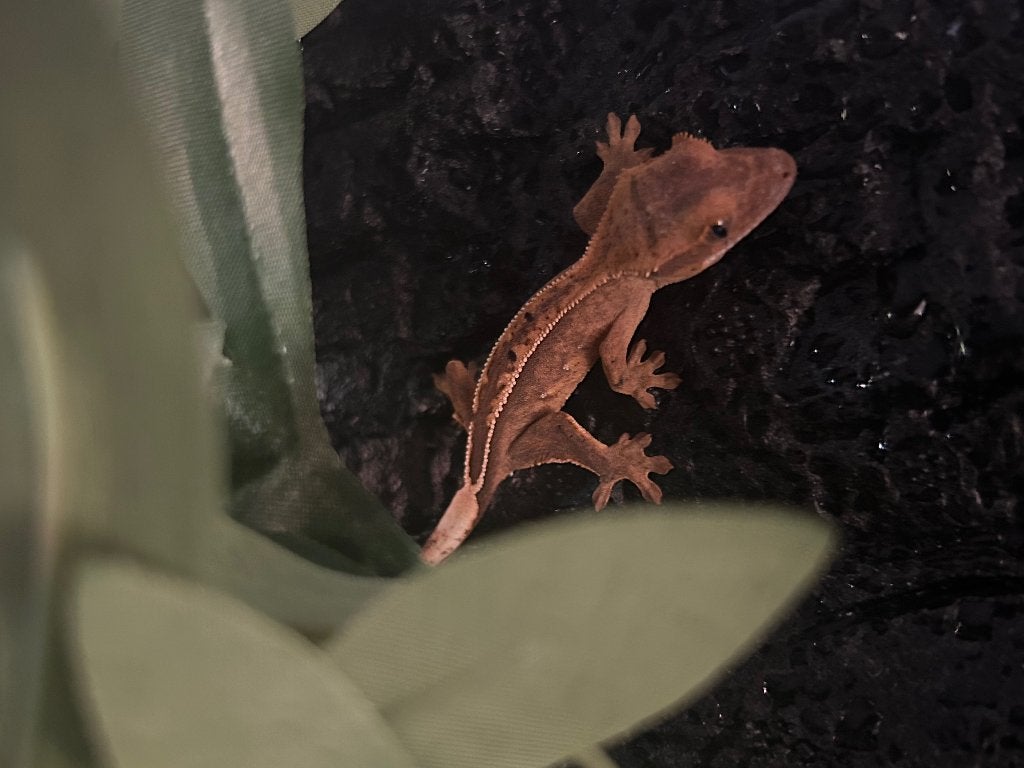 Wimpergekko, Dieren en Toebehoren, Reptielen en Amfibieën, Hagedis, 0 tot 2 jaar