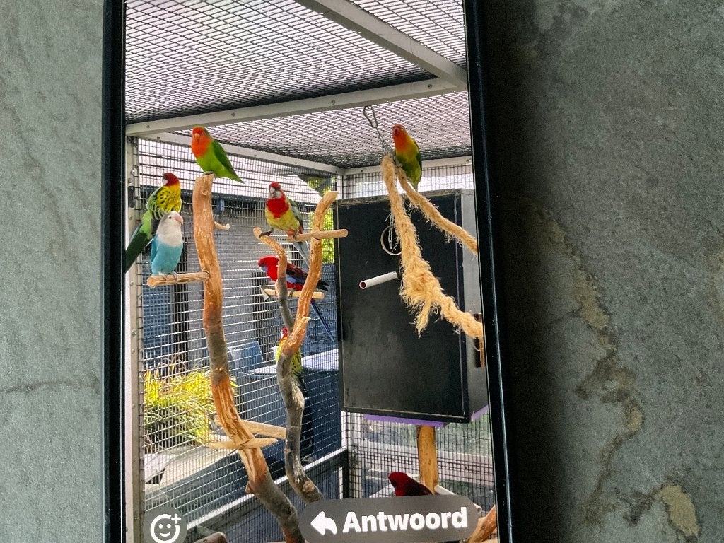 Prachtrosella’s, Animaux & Accessoires, Sexe inconnu, Perroquet nain ou Inséparable