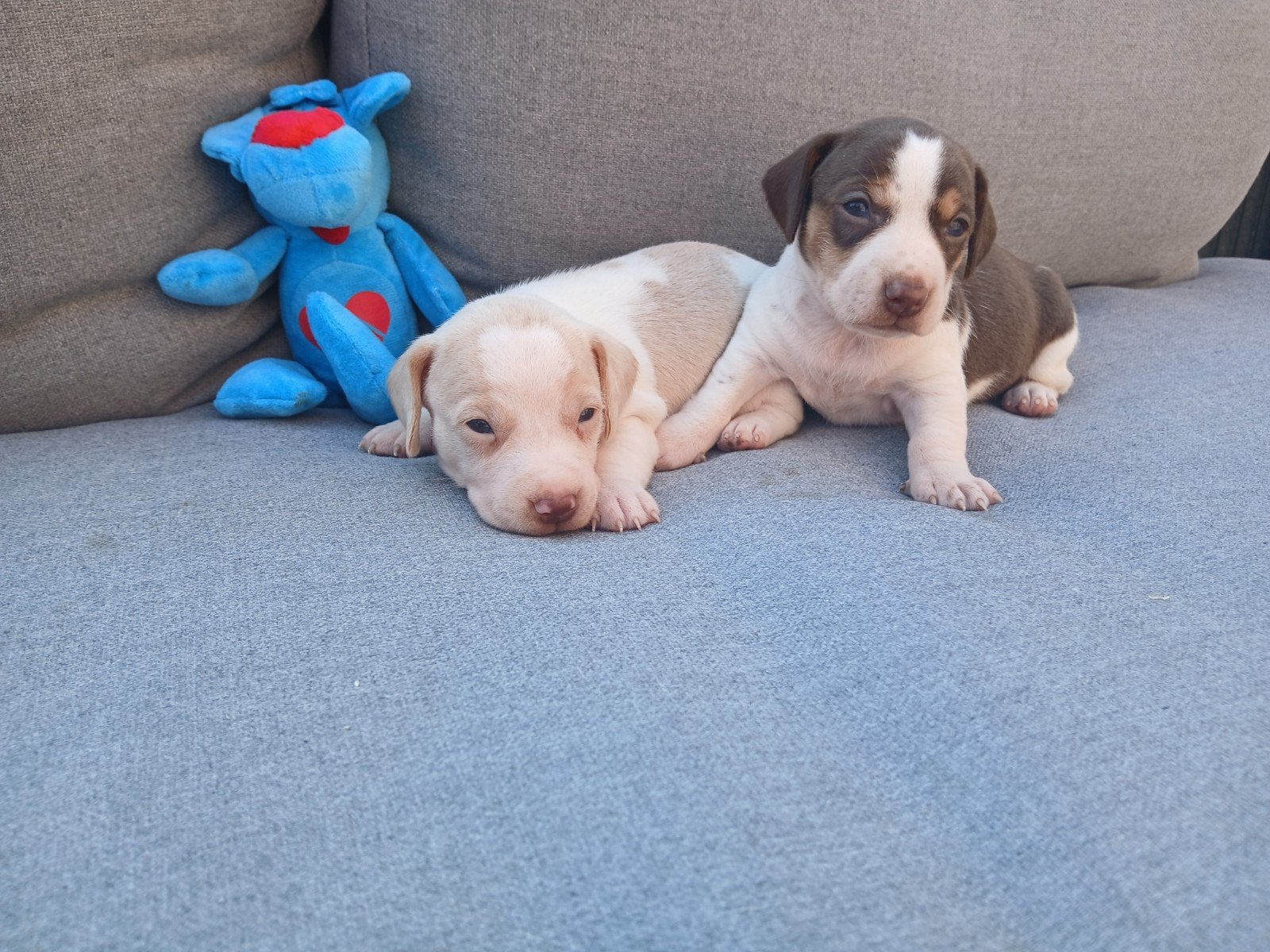 Jack russel pups zoeken warme best, België, Jack Russell Terriër, CDV (hondenziekte), 8 tot 15 weken