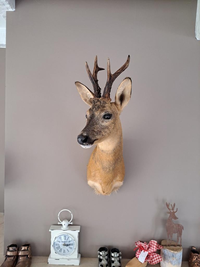 Recente opgezette Reebok, Enlèvement