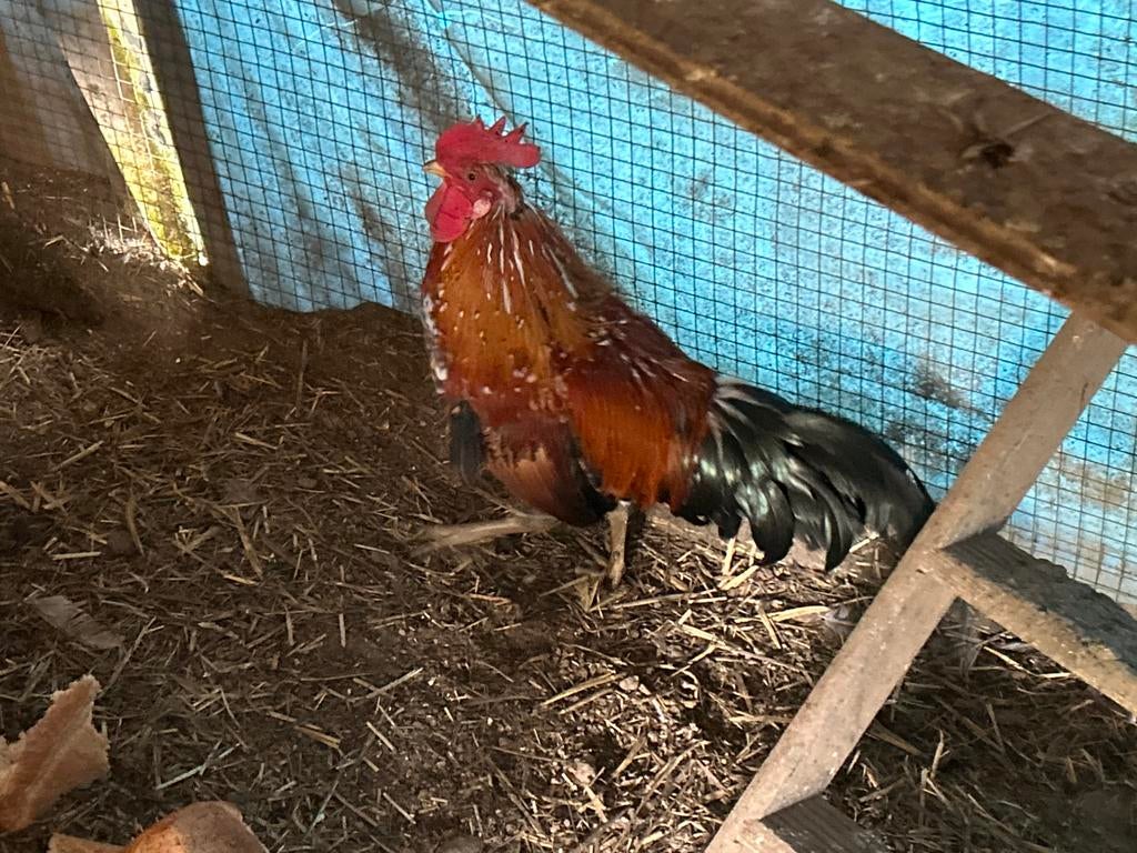 Ayam ketawa of lachhoen inhele mooie kleuren, Dieren en Toebehoren, Meerdere dieren, Kip