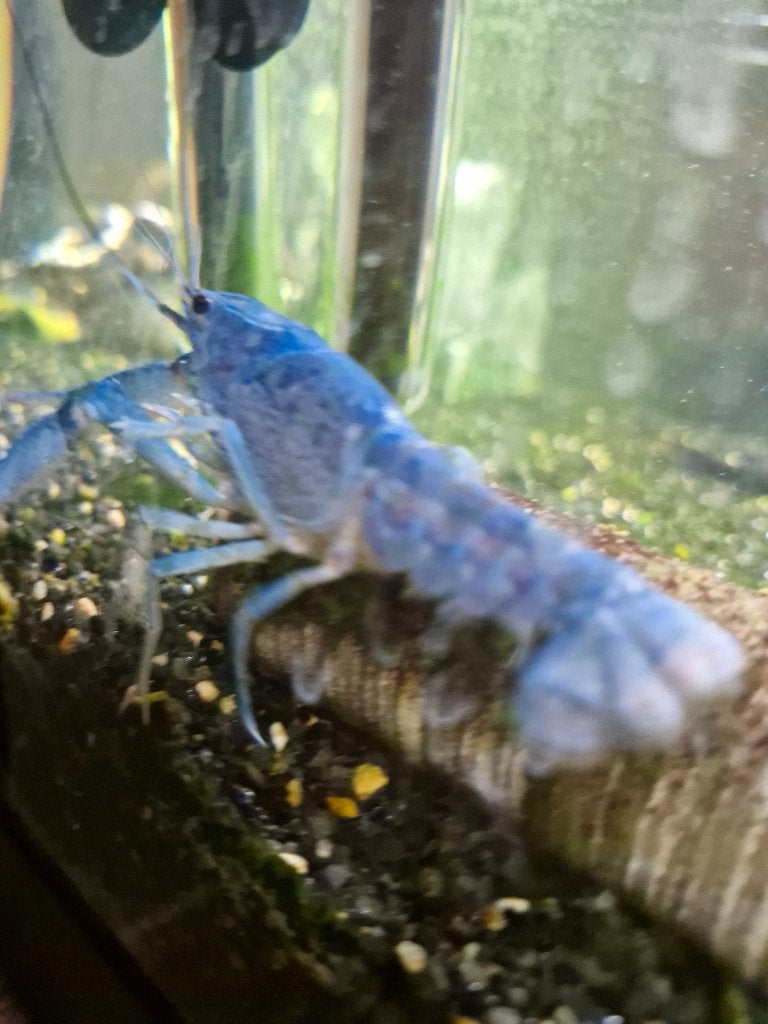 Blauwe kreeft procambarus alleni, Dieren en Toebehoren, Kreeft, Krab of Garnaal, Zoutwatervis