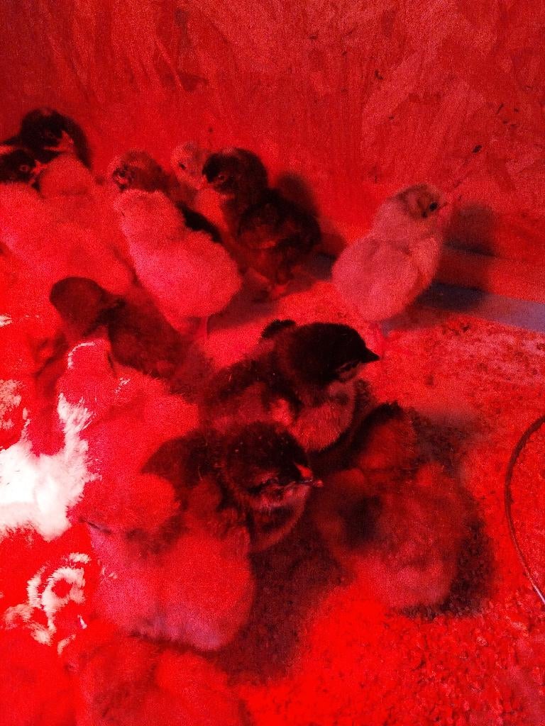 Kuikentjes marans, Dieren en Toebehoren, Pluimvee