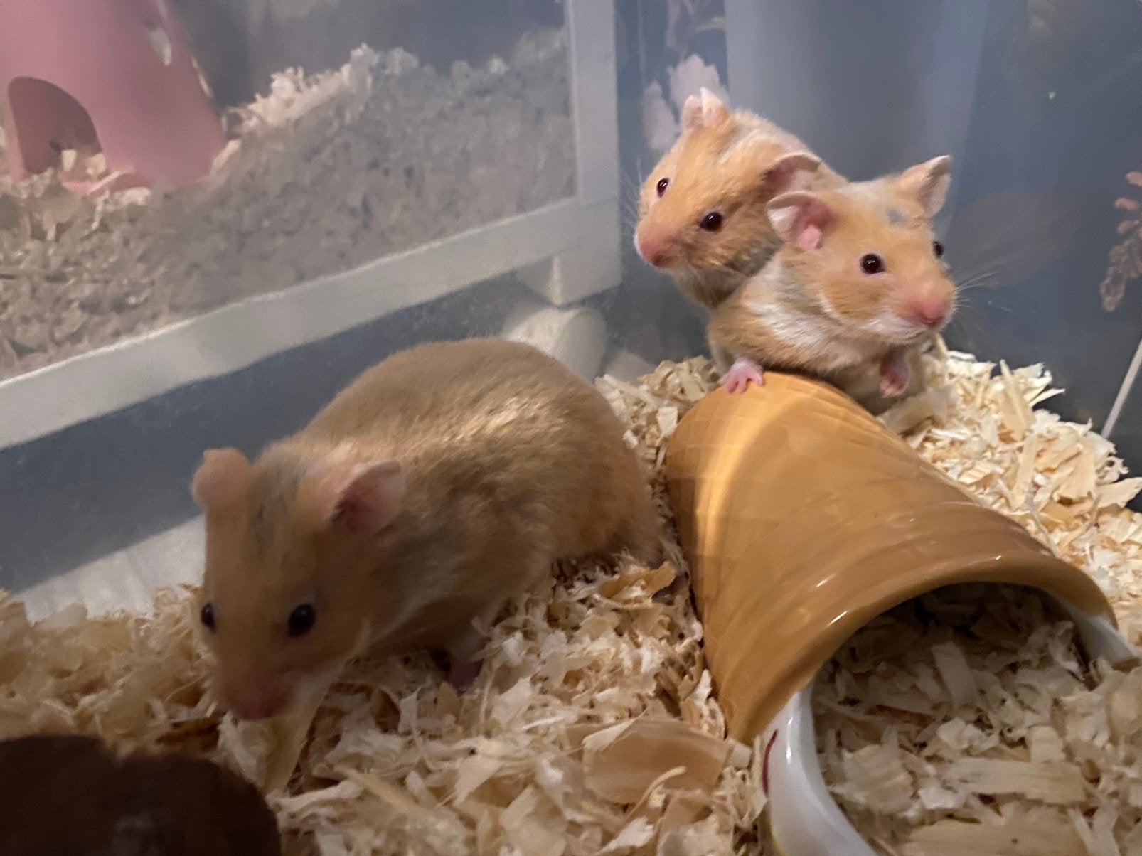 Goudhamster vrouwtjes baby, Hamster, April, Vrouwelijk, Tam