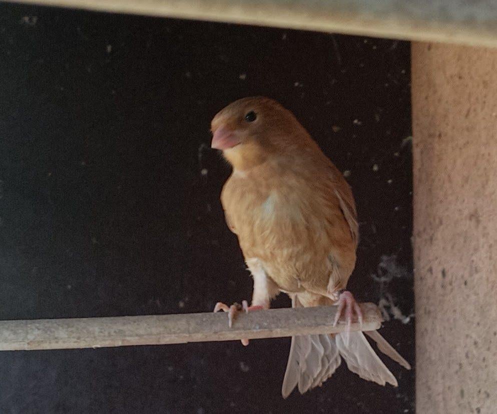 Les Canaries se séparent Phaeo, Plusieurs animaux, Canari de couleur