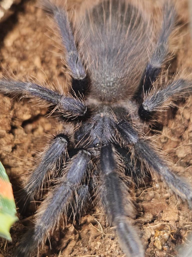 Lasiocyano sazimai mannetje, Dieren en Toebehoren, Insecten en Spinnen
