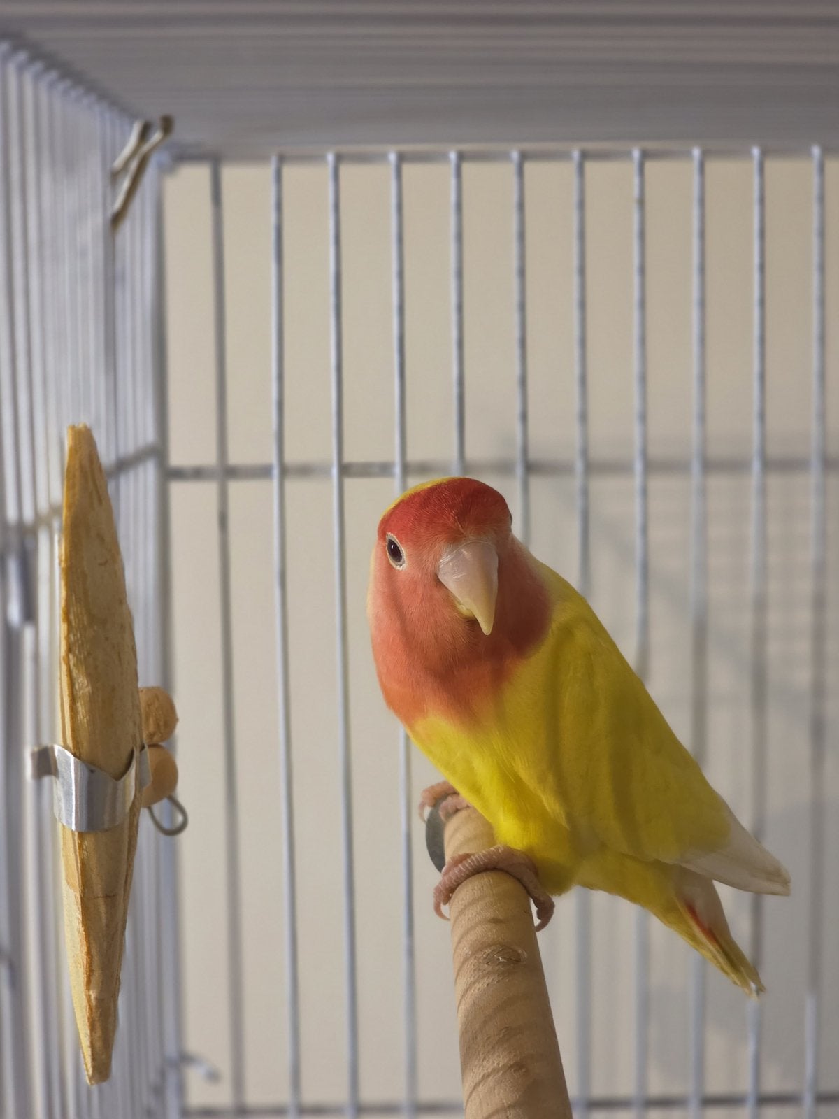 Inséparable (agapornis roseicollis) jaune, Animaux & Accessoires, Sexe inconnu, Perroquet nain ou Inséparable