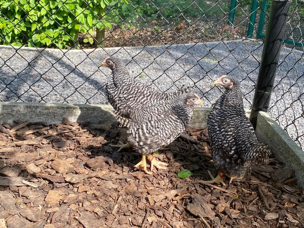 3 amrock hennetjes, Dieren en Toebehoren, Pluimvee