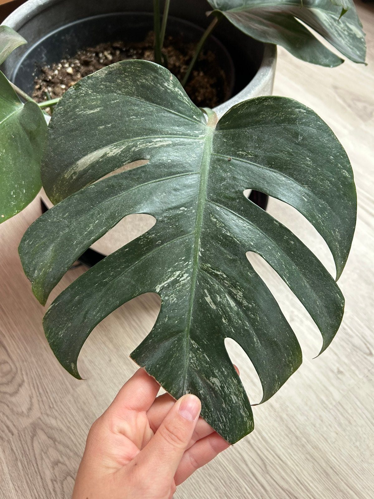 Monstera deliciosa Variegata Albo, Ophalen of Verzenden