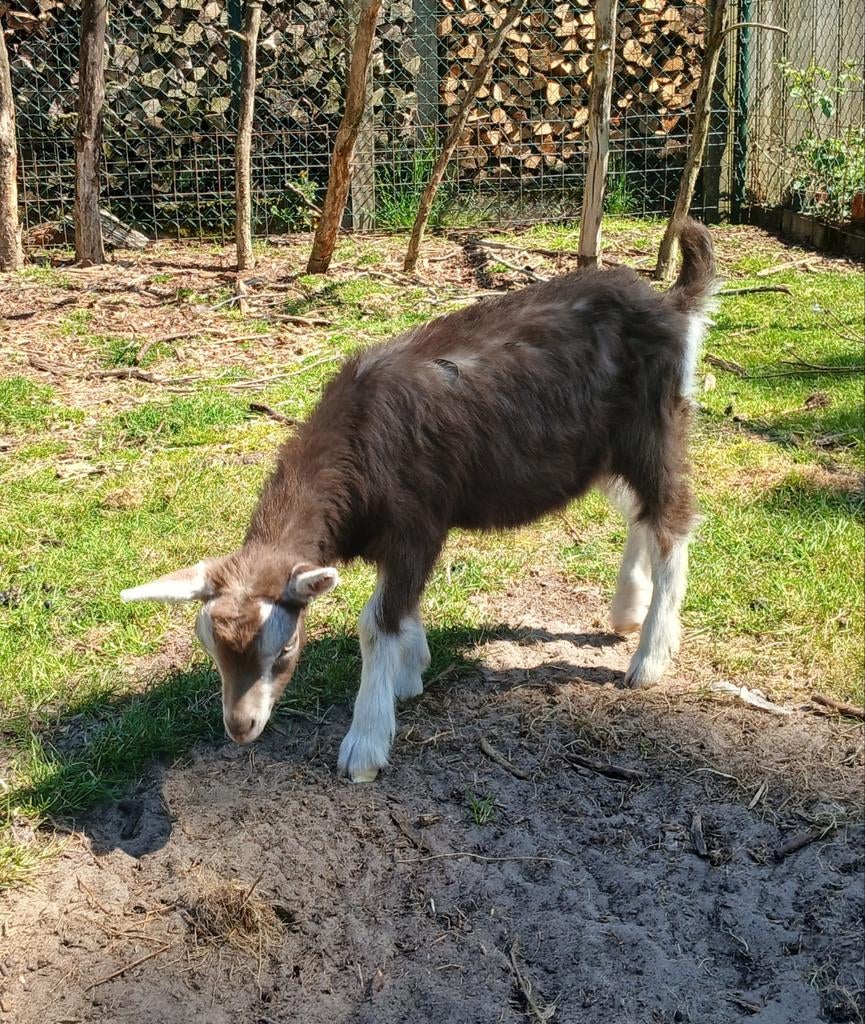 Toggenburger bokje, Dieren en Toebehoren