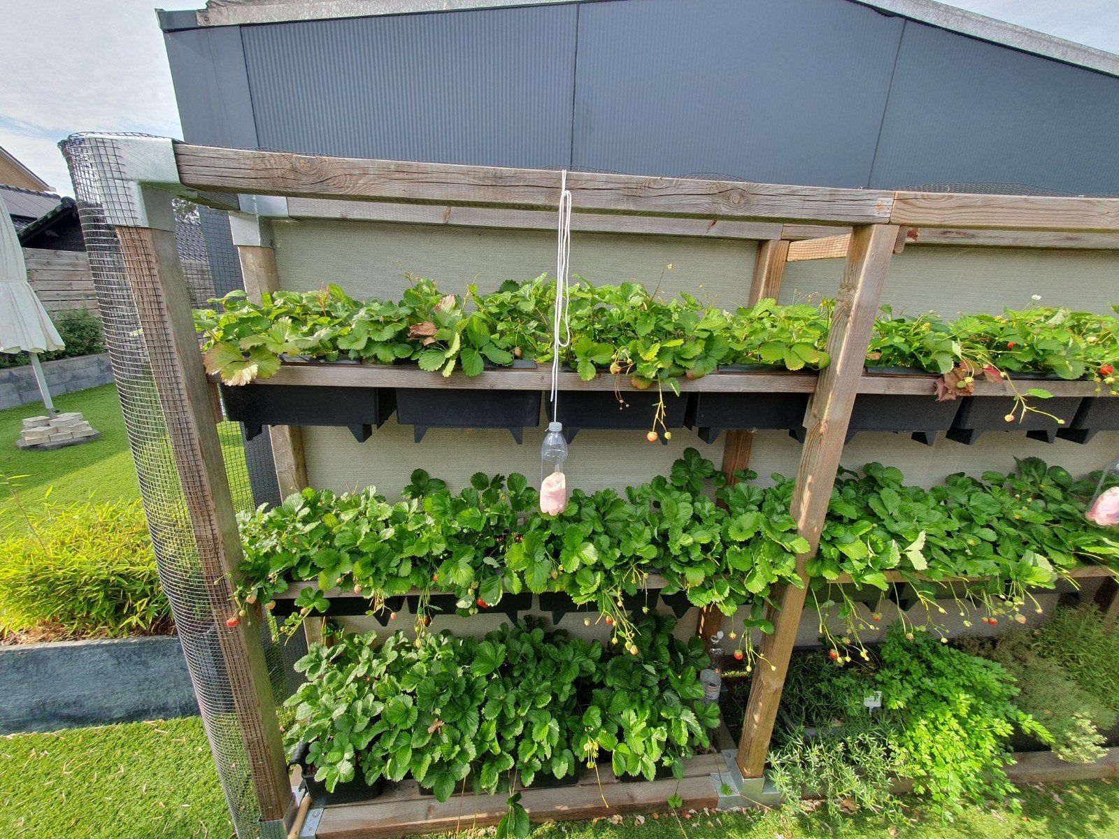 aardbeienbakken met houten rek, Tuin en Terras, Ophalen, Gebruikt, Hout, Overige typen