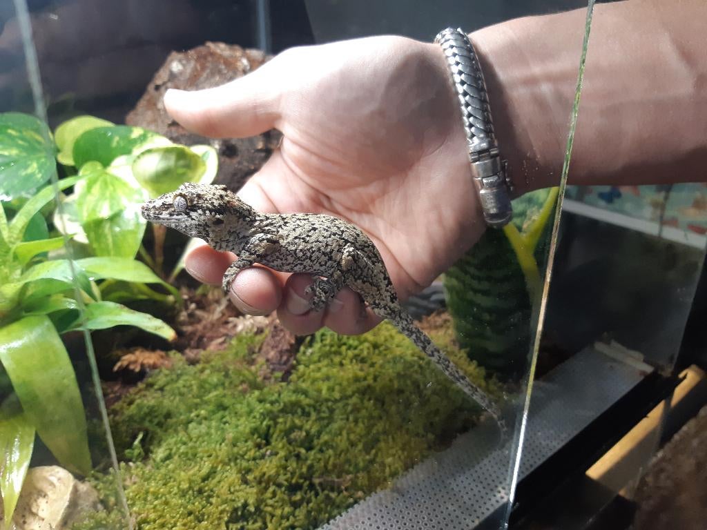 Gargoyle Gekko (Rhacodactylus auriculatus), Animaux & Accessoires, Reptiles & Amphibiens, Amphibien, Avec terrarium, 7 à 10 ans