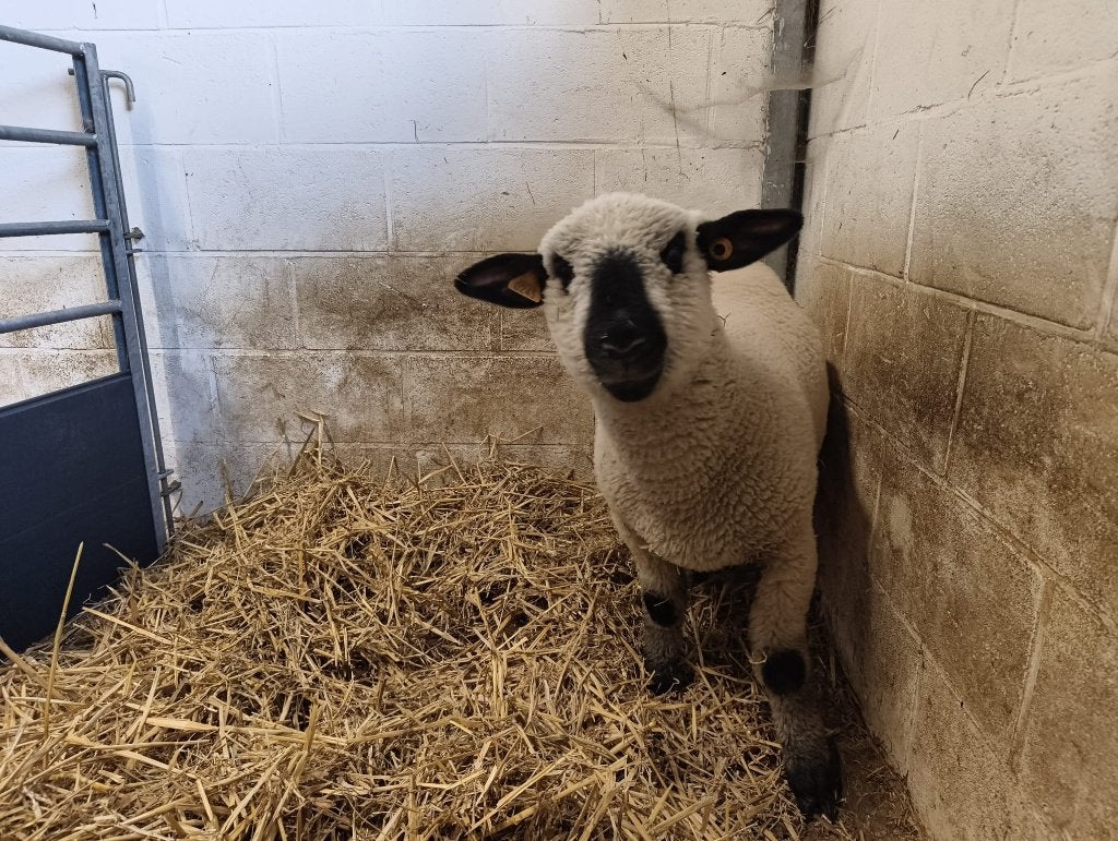 hampshire down ramlam, Dieren en Toebehoren, Mannelijk, Schaap, 0 tot 2 jaar