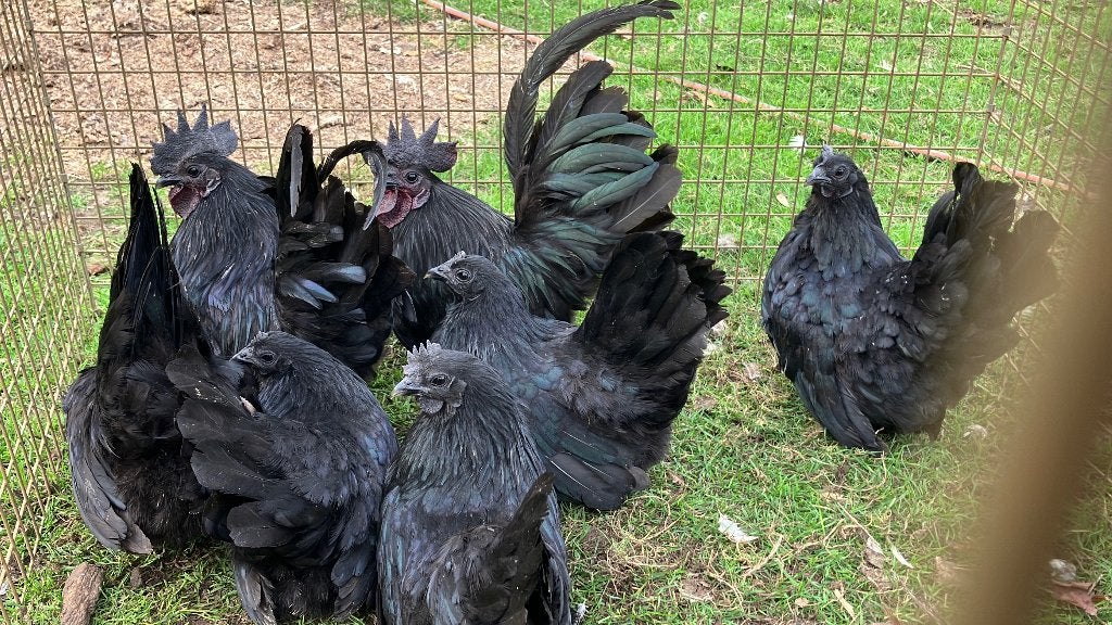 Shinkuro Chabo (zwartkop), Dieren en Toebehoren, Meerdere dieren, Kip