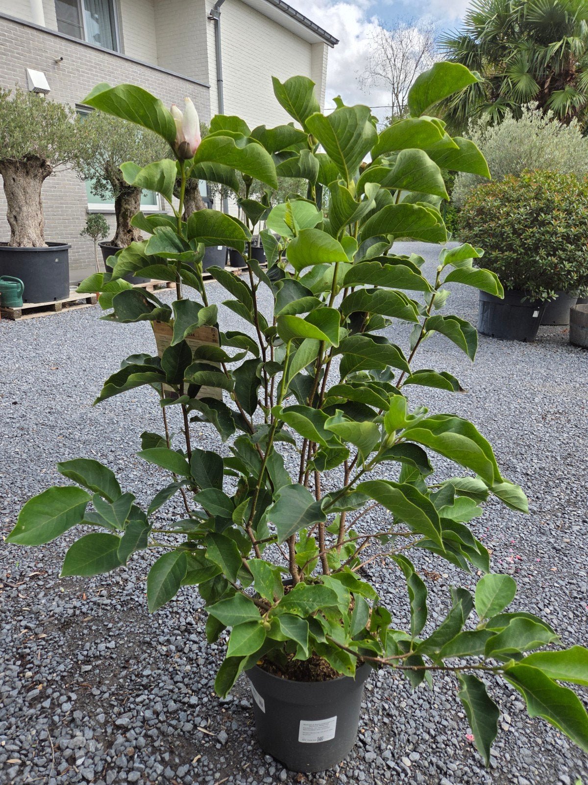 Magnolia Soulangeana, Ophalen