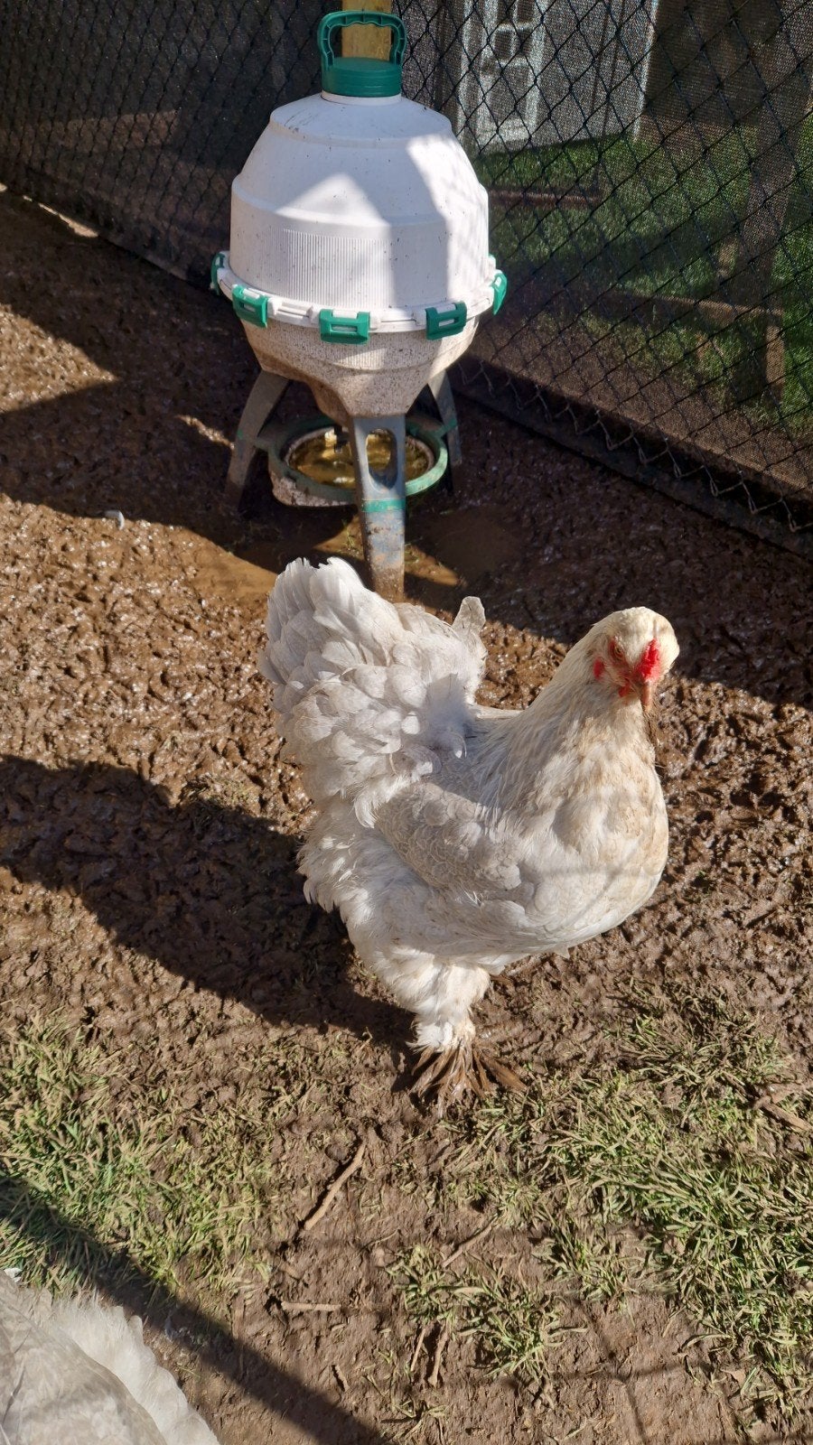 Brahma Isabel groothoender Broedeieren, Dieren en Toebehoren