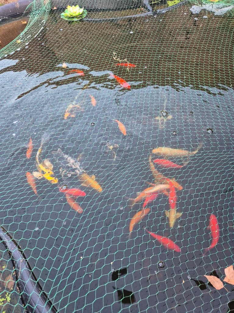 Koi en komeetstaartvissen, Dieren en Toebehoren, Vissen | Vijvervissen, Karper of Koi