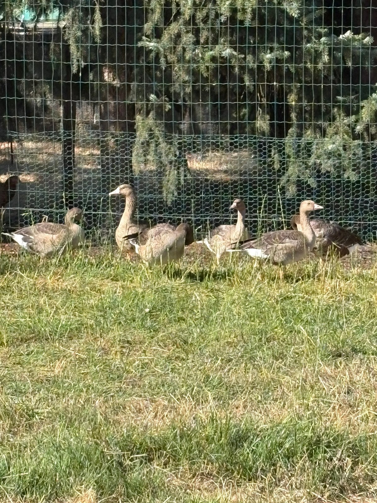 Kolganzen, Dieren en Toebehoren, Geslacht onbekend, Gans of Zwaan