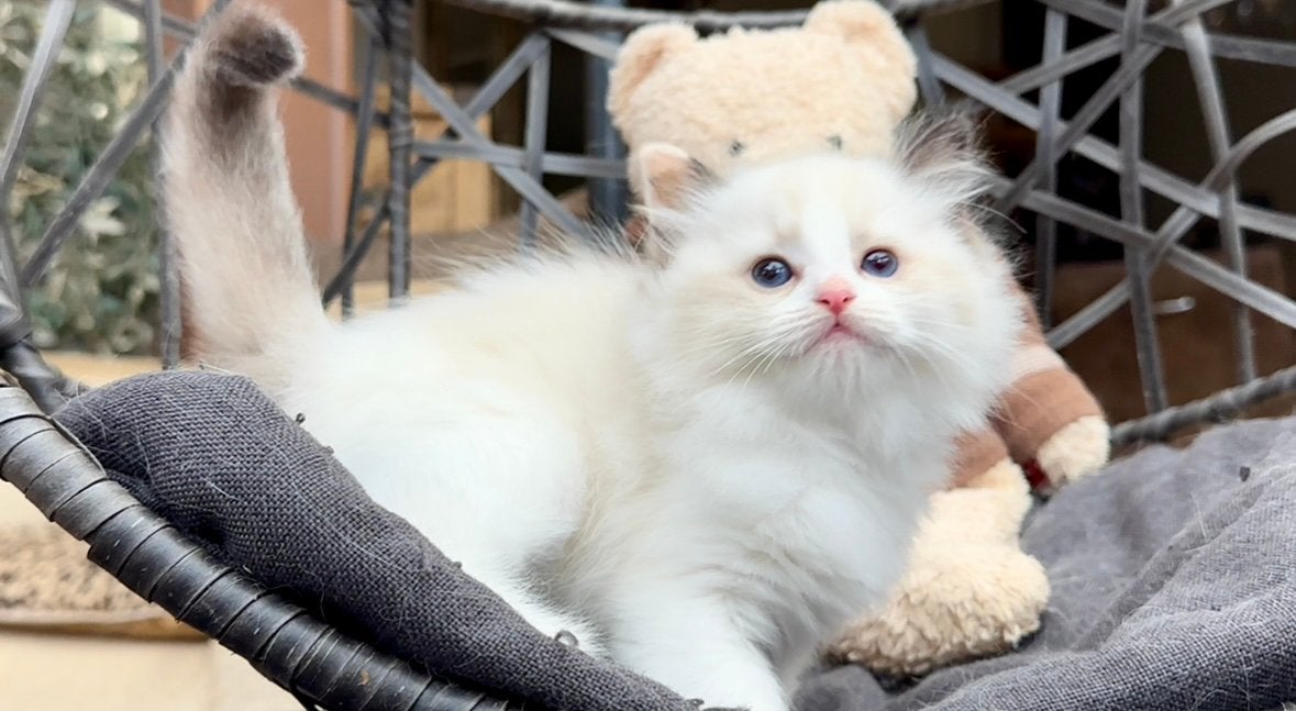 Bijzonder mooi Ragdoll nestje ️ Red, Seal & Lynx & Tortie, Meerdere dieren, Met stamboom, 0 tot 2 jaar