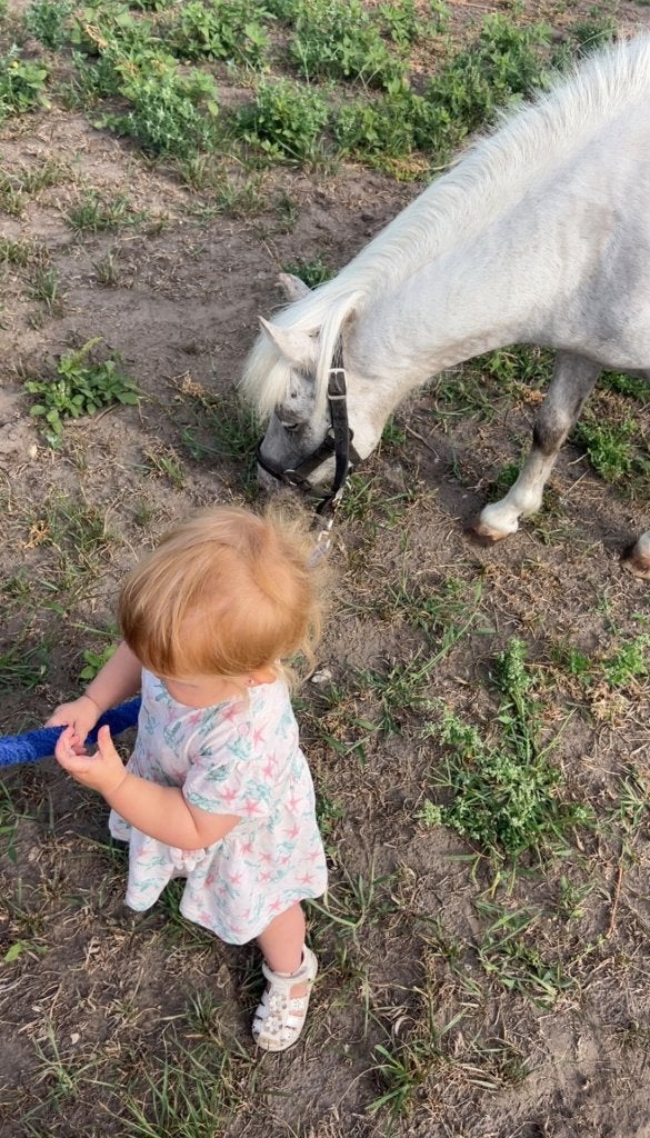 Pony, Dieren en Toebehoren, Ruin, Niet van toepassing, A pony (tot 1.17m), 11 jaar of ouder