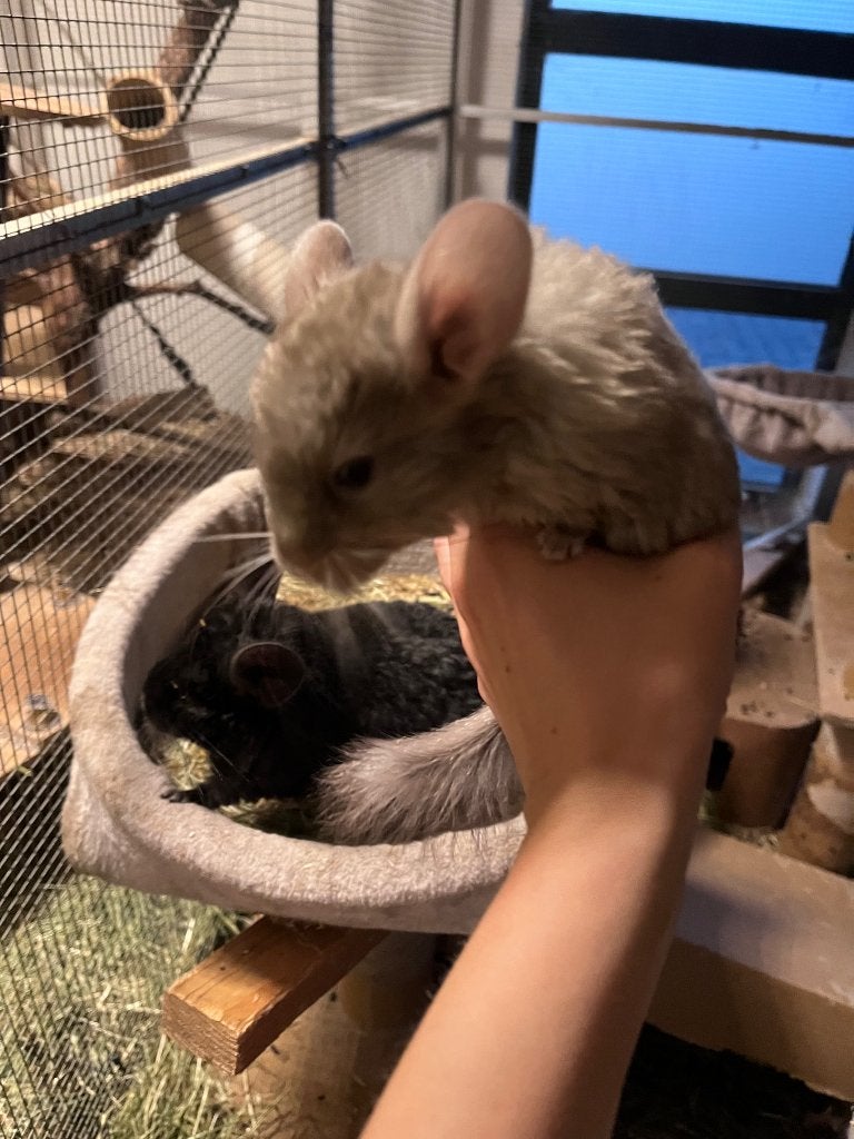 21/5 Prachtige, zeer lieve en tamme curly drager chinchillas, Chinchilla, Domestique, Plusieurs animaux, Mai