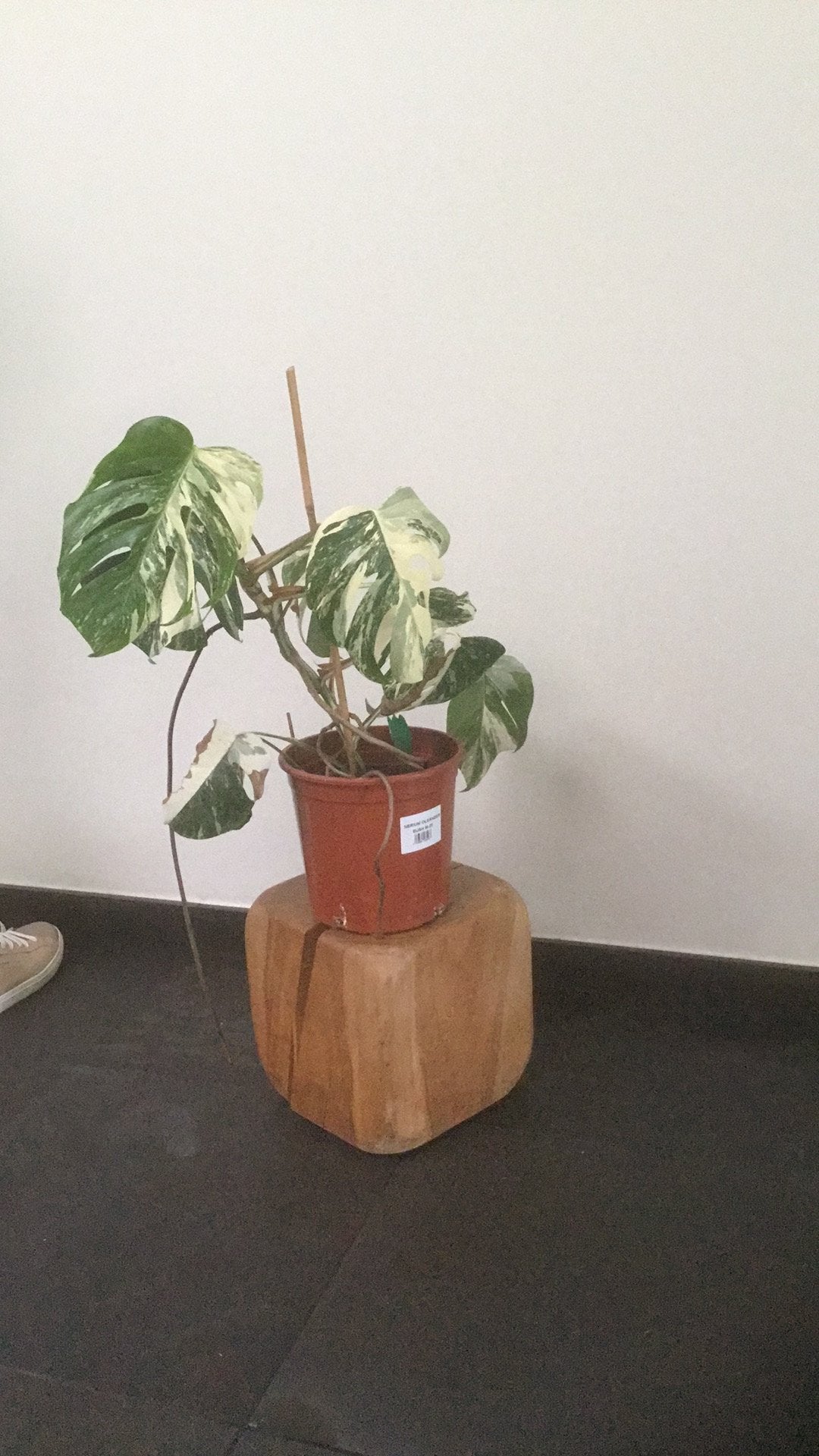 Monstera variegata 10 bladeren, Enlèvement