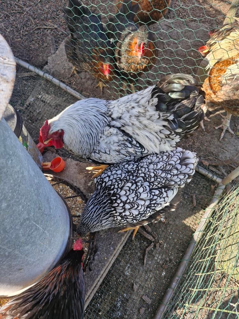 Mooie groothoenders  te koop wan en barnevelter te koop, Dieren en Toebehoren, Pluimvee