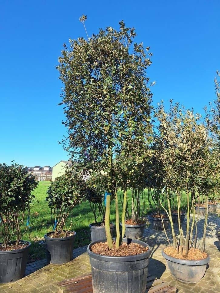 Steeneik & Kurkeik – Quercus Ilex en Quercus Suber, Tuin en Terras, Ophalen of Verzenden