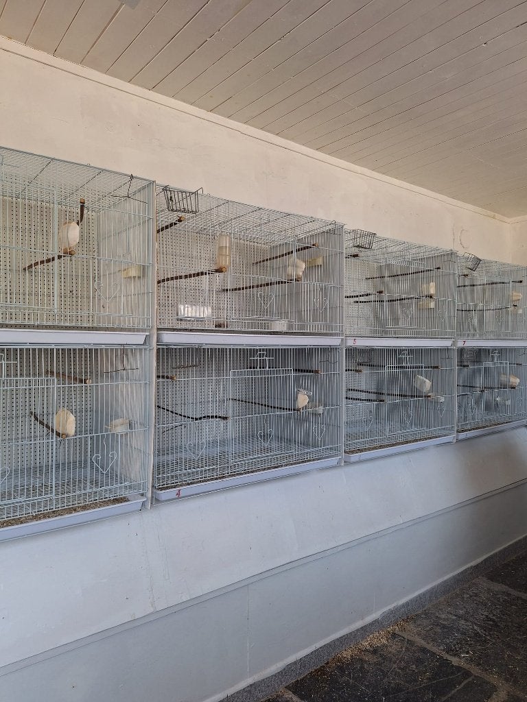 15 cages d'élevage pour oiseaux - neuves - 1.500€ le lot, Enlèvement, Neuf