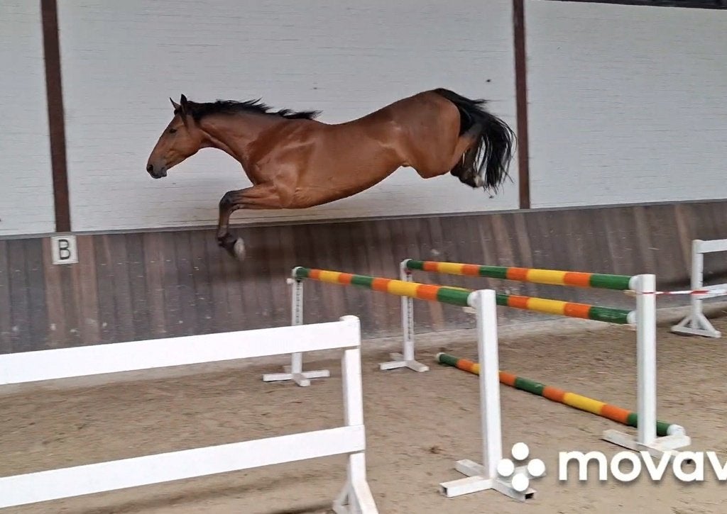 "Grandissimo" 4 jr springruin met boven gemiddelde kwaliteit, Hongre, Débourré, 165 à 170 cm, Cheval de saut