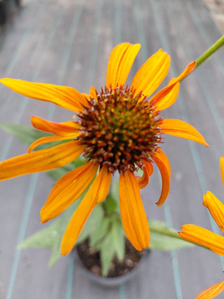 Echinacea Tikki Torch, Ophalen, Halfschaduw