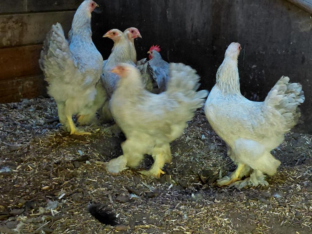 Brahma kriel, Dieren en Toebehoren