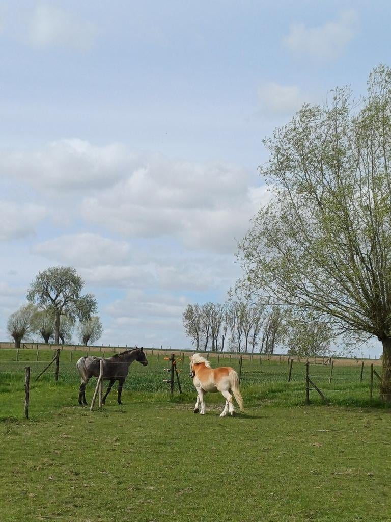 Petite pension pour chevaux confortable - Viane/Galmaarden/D, Animaux & Accessoires, Box & Pâturages, Pâturage