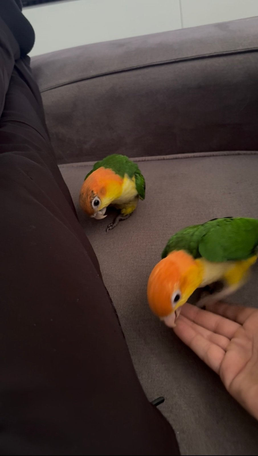 Extreem tam koppel Riestkop Caique’s baby Caique ‘s, Dieren en Toebehoren, Tam