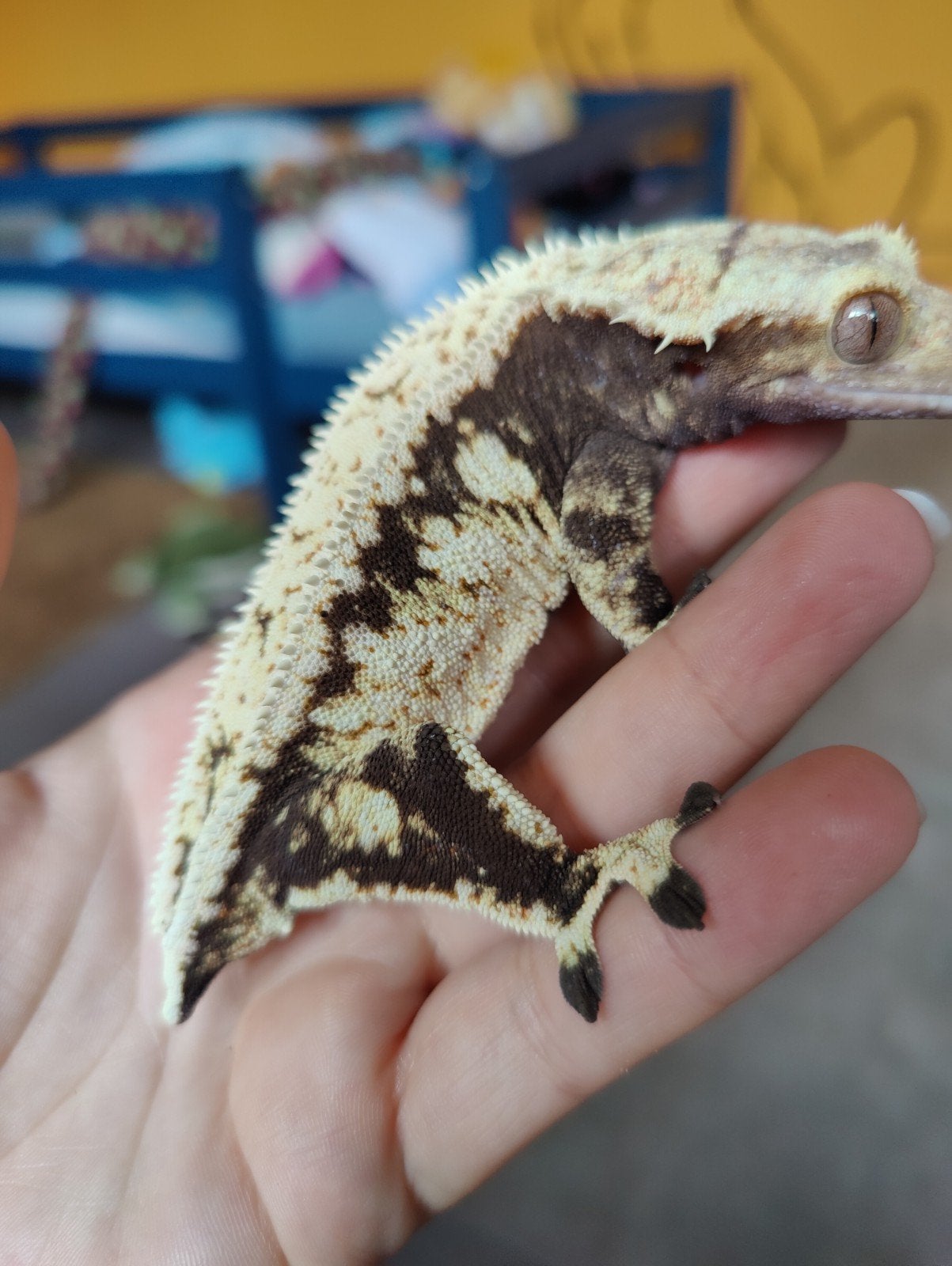 wimpergekko high white proven vrouw
