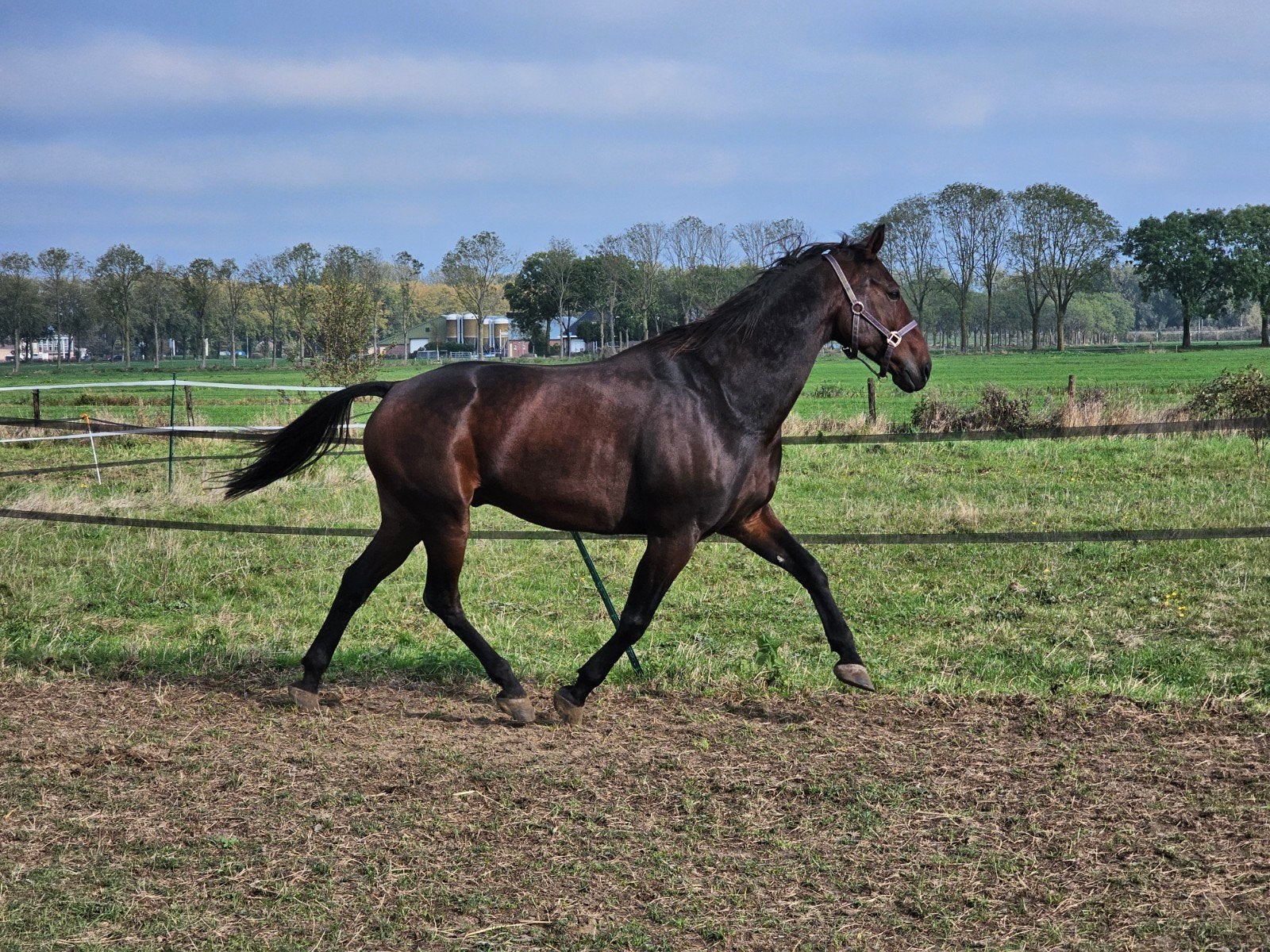 13 jarige draver recreatie ruin, Dieren en Toebehoren, Ruin, 160 tot 165 cm, 11 jaar of ouder, Recreatiepaard