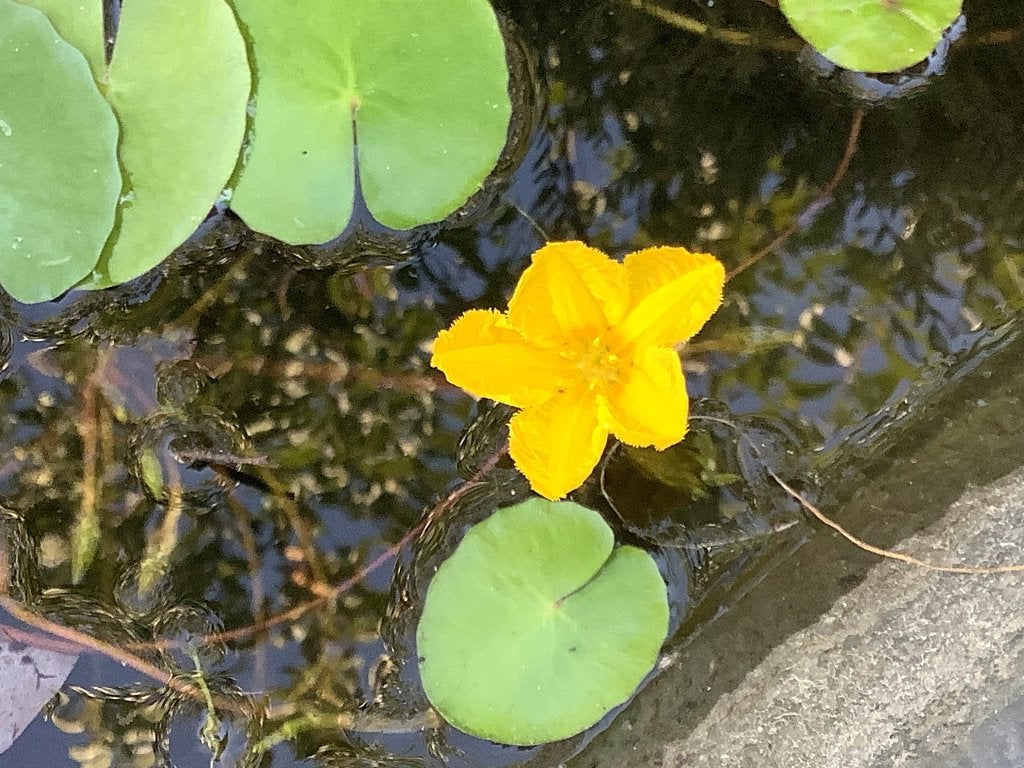 Vijverplanten, Ophalen