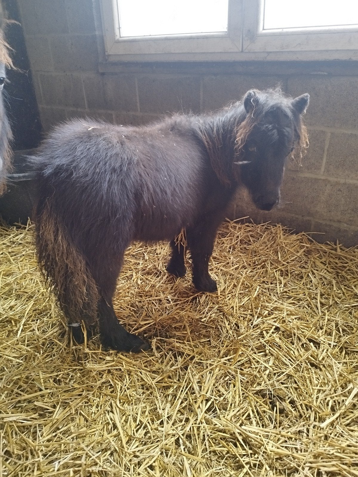 shetland, Animaux & Accessoires, Enlèvement