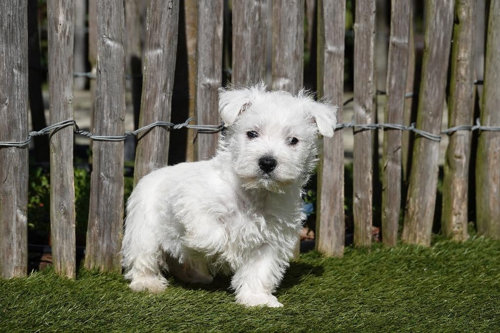 Chiots West Highland White Terrier (westie, 100% belges), Autres races, Plusieurs, Hépatite contagieuse (maladie de Rubarth), Belgique