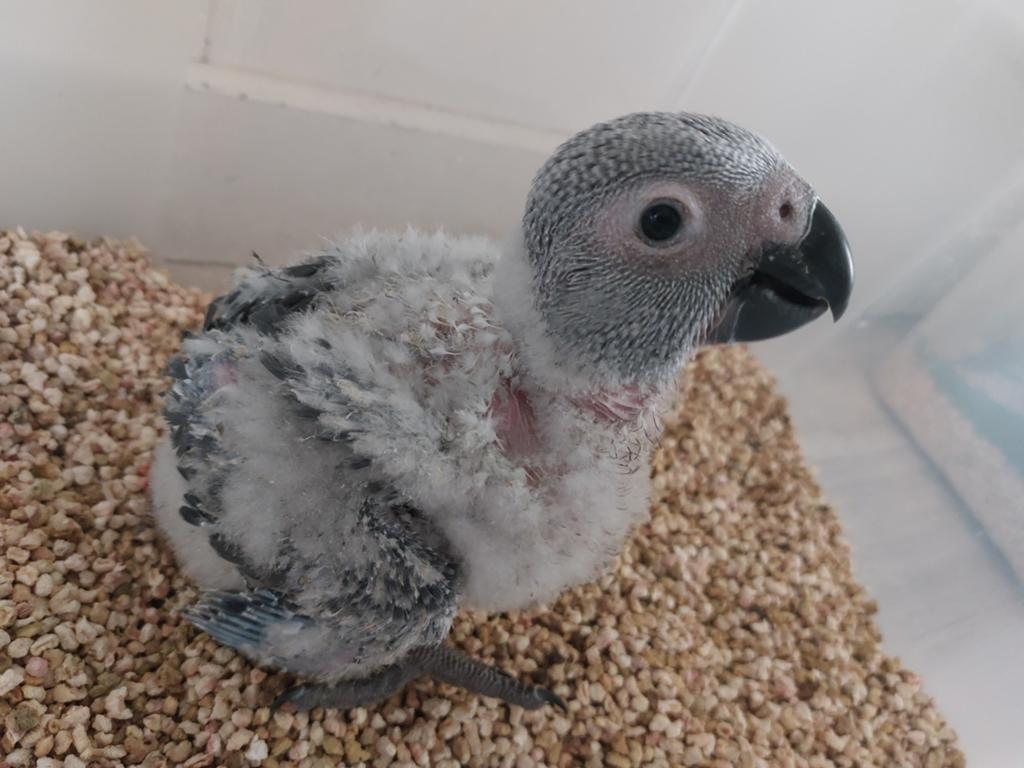 Grijzeroodstaart papegaai, Dieren en Toebehoren, Vogels | Parkieten en Papegaaien, Papegaai, Geringd