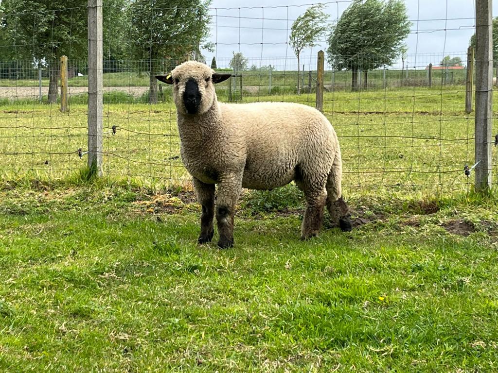 Stamboek Hampshire down ramlam, Dieren en Toebehoren, Mannelijk, Schaap, 0 tot 2 jaar