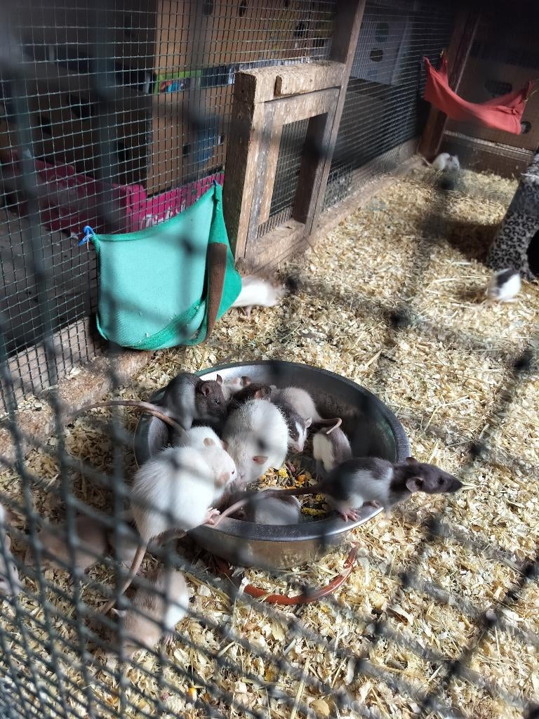 Tamme ratjes vrouwtjes, Rat, Maart, Vrouwelijk, Tam