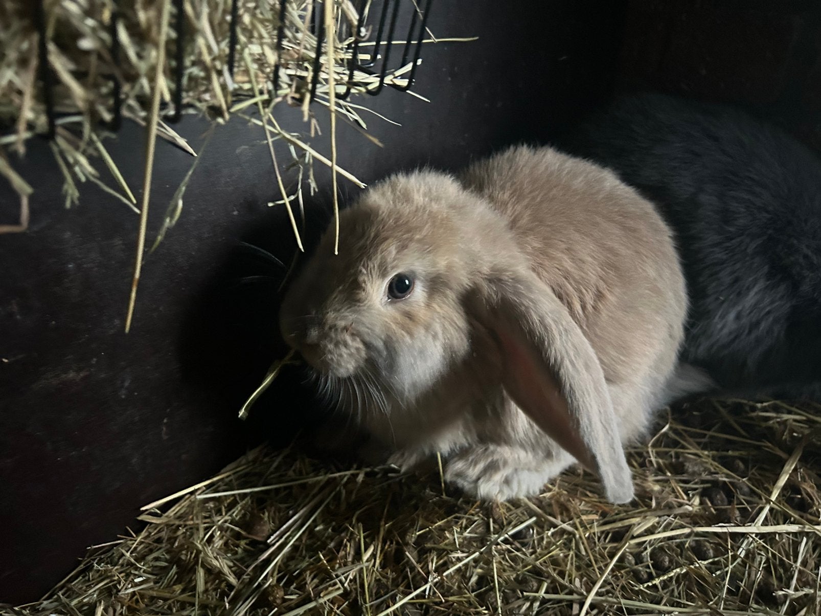 Franse hangoren, Dieren en Toebehoren, Konijnen, Klein, Hangoor