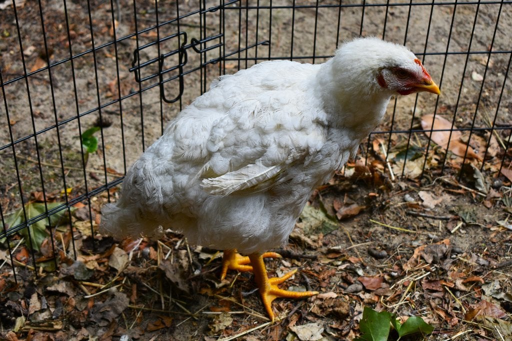 2 knuffelkippen (voor kinderboerderij), Mei, Vrouwelijk